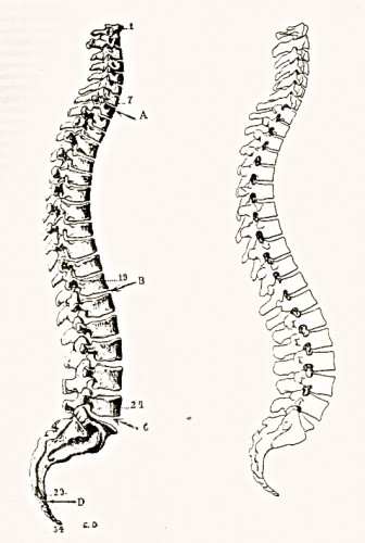 The 1911 anatomical drawing of the spine, on the left, shows a less arched lumbar spine and a less tucked pelvis than the 1990 drawing on the right; the left spine illustrates what's going on inside the straight-sitting Maryland Governor and Congressman, above